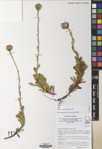 Senecio baccharidifolius [Espécimen: ]