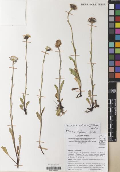 Leucheria nutans [Espécimen: ]