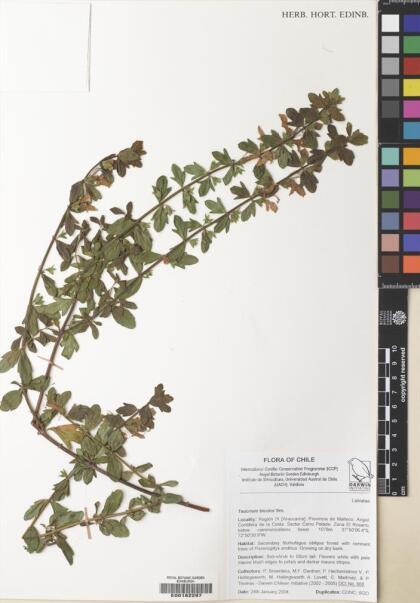 Teucrium bicolor [Espécimen: ]