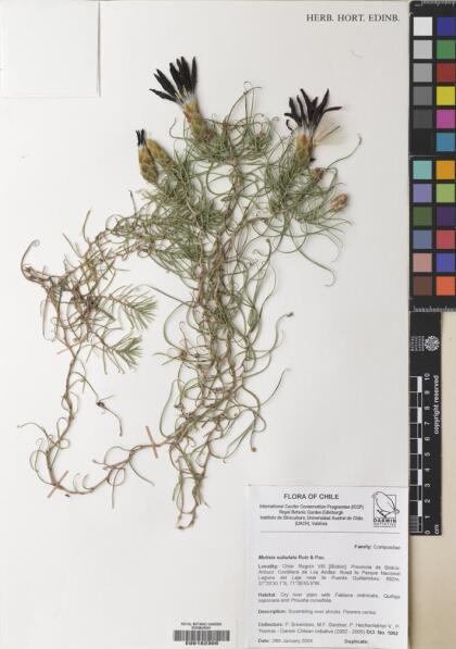 Mutisia subulata [Espécimen: ]