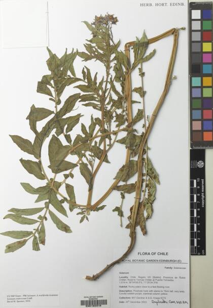 Solanum etuberosum [Espécimen: ]