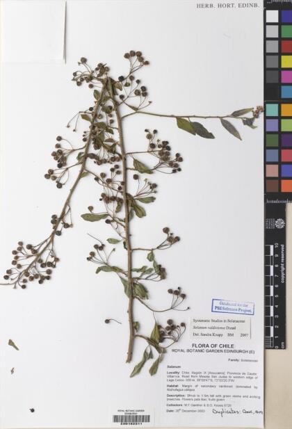 Solanum valdiviense [Espécimen: ]