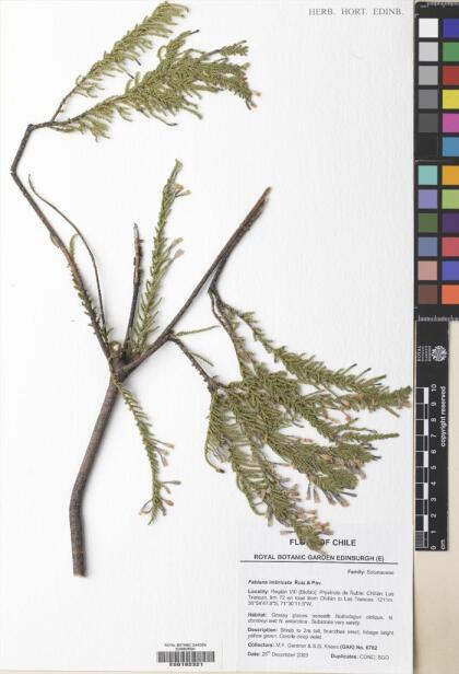 Fabiana imbricata [Espécimen: ]