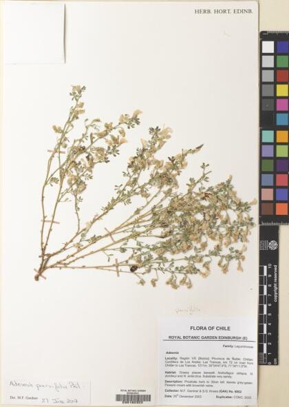 Adesmia parvifolia [Espécimen: ]