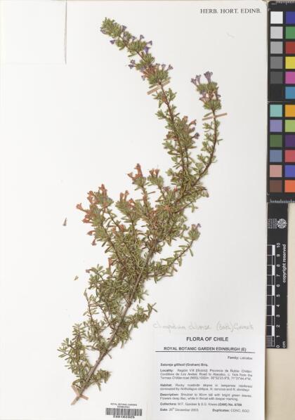 Gardoquia gilliesii [Espécimen: ]