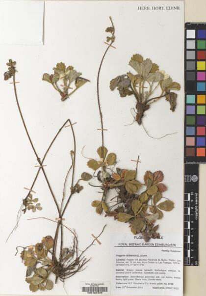 Fragaria chiloensis [Espécimen: ]