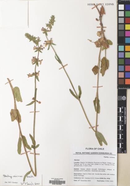 Stachys macraei [Espécimen: ]