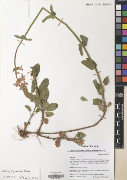 Stachys macraei [Espécimen: ]