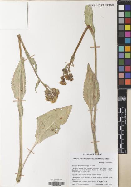 Senecio fistulosus [Espécimen: ]