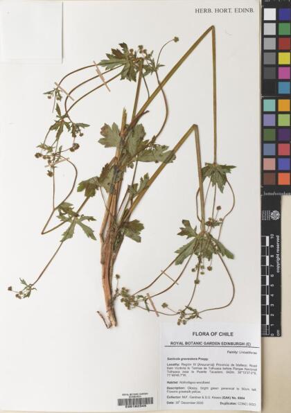 Sanicula graveolens [Espécimen: ]