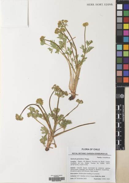 Sanicula graveolens [Espécimen: ]