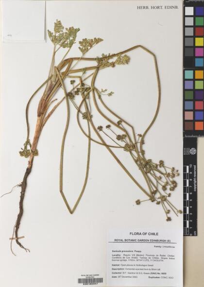 Sanicula graveolens [Espécimen: ]