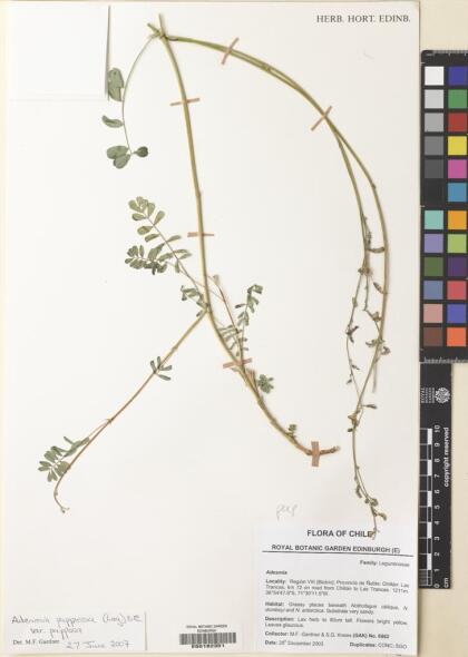 Adesmia papposa var. papposa [Espécimen: ]
