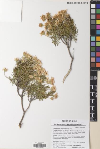 Chiliotrichum diffusum [Espécimen: ]