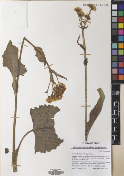 Senecio fistulosus [Espécimen: ]