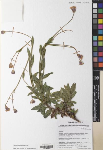 Senecio pilquensis [Espécimen: ]