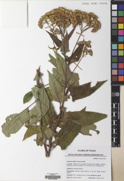 Pelseria otites [Espécimen: ]