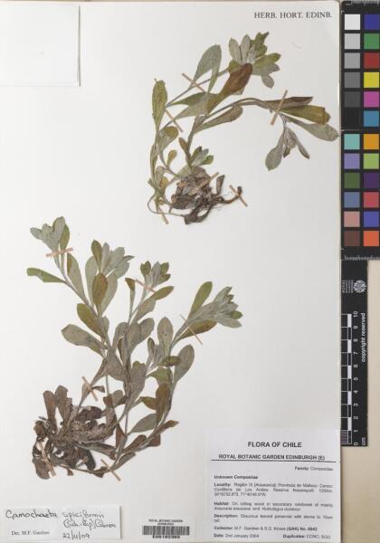 Gamochaeta spiciformis [Espécimen: ]