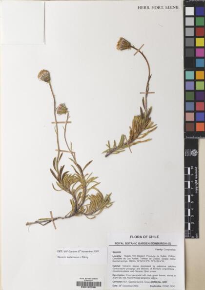 Senecio lastarrianus [Espécimen: ]