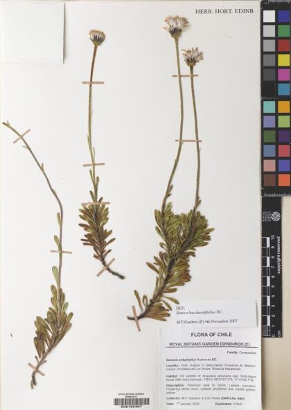 Senecio baccharidifolius [Espécimen: ]