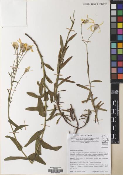 Senecio parodii [Espécimen: ]
