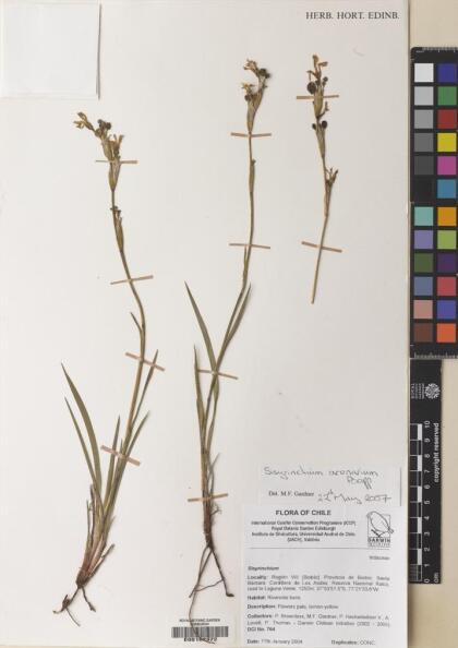 Sisyrinchium arenarium [Espécimen: ]