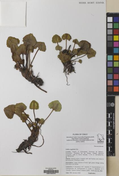 Caltha sagittata [Espécimen: ]