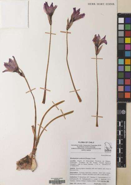 Rhodolirium andicola [Espécimen: ]