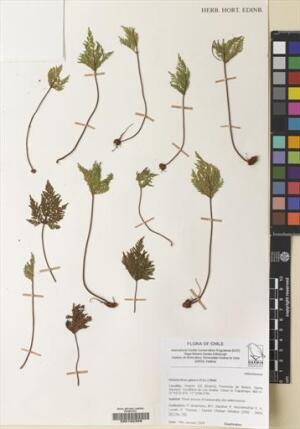 Cheilanthes glauca [Espécimen: ]