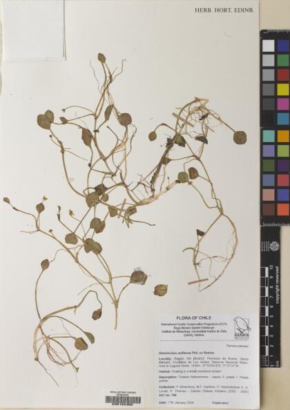 Halerpestes uniflora [Espécimen: ]
