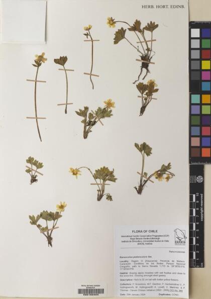 Ranunculus peduncularis [Espécimen: ]