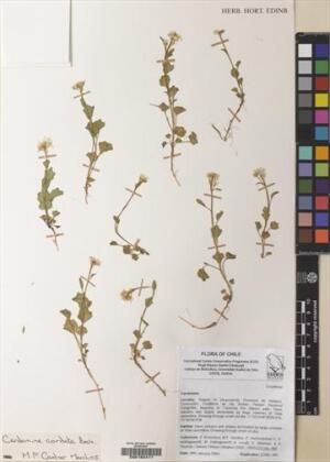 Cardamine cordata [Espécimen: ]