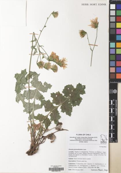Perezia prenanthoides [Espécimen: ]