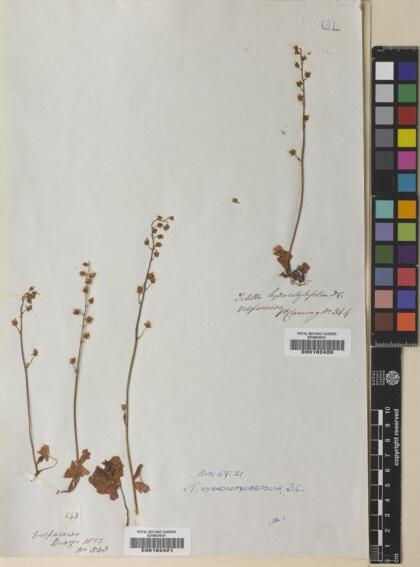 Tetilla hydrocotylifolia [Espécimen: ]