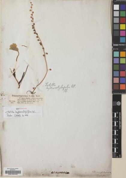 Tetilla hydrocotylifolia [Espécimen: ]