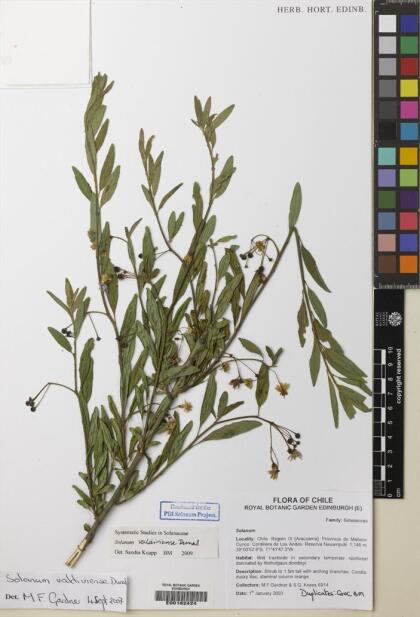 Solanum valdiviense [Espécimen: ]