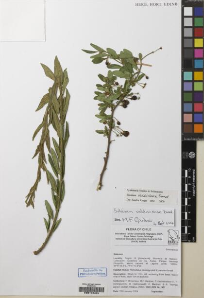 Solanum valdiviense [Espécimen: ]