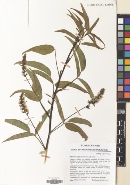 Otholobium glandulosum [Espécimen: ]