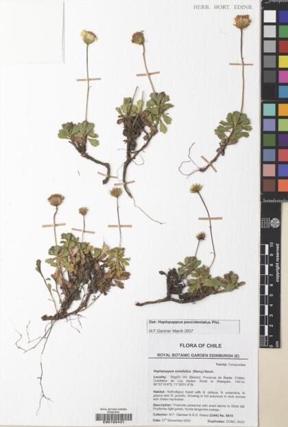 Haplopappus paucidentatus [Espécimen: ]