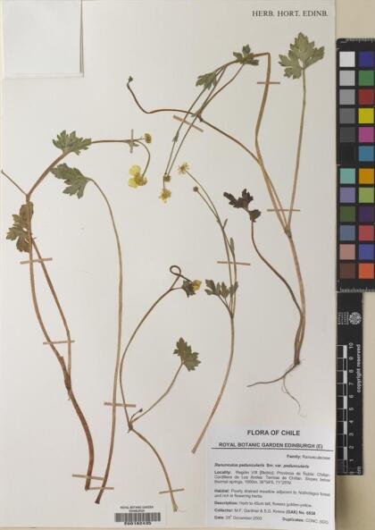 Ranunculus peduncularis var. peduncularis [Espécimen: ]