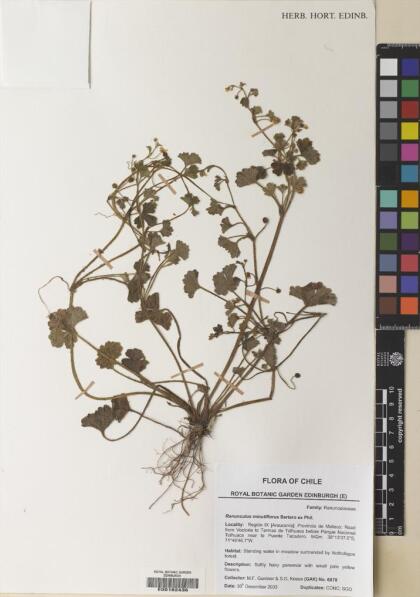 Ranunculus minutiflorus [Espécimen: ]