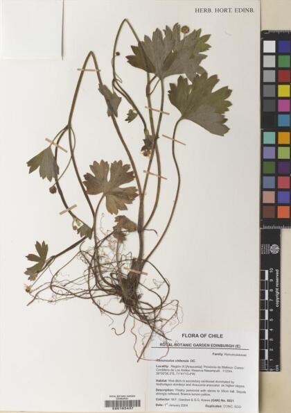 Ranunculus chilensis [Espécimen: ]