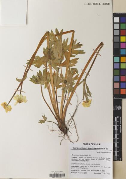 Ranunculus peduncularis [Espécimen: ]