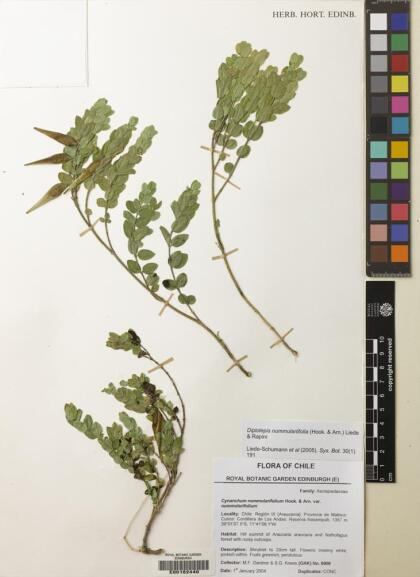 Diplolepis nummulariifolia [Espécimen: ]