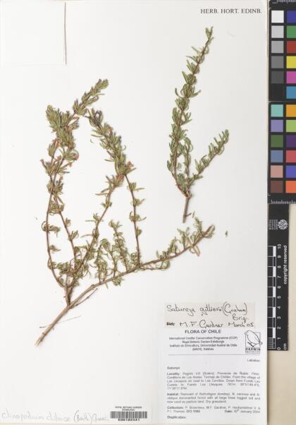 Gardoquia gilliesii [Espécimen: ]