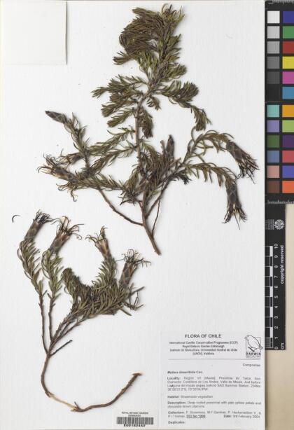 Mutisia linearifolia [Espécimen: ]
