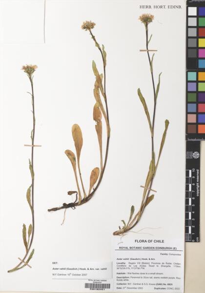 Symphyotrichum vahlii [Espécimen: ]