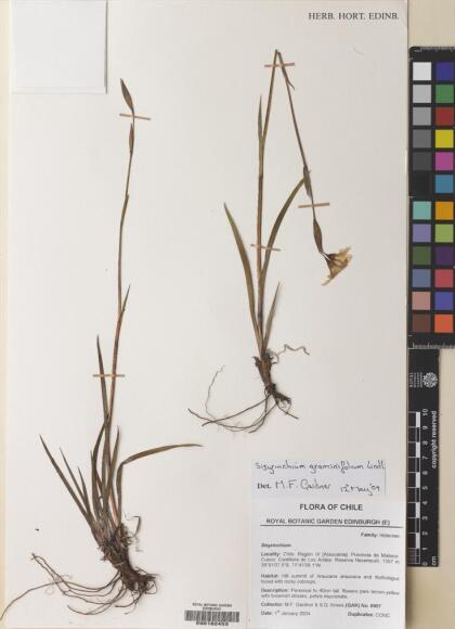 Sisyrinchium graminifolium [Espécimen: ]