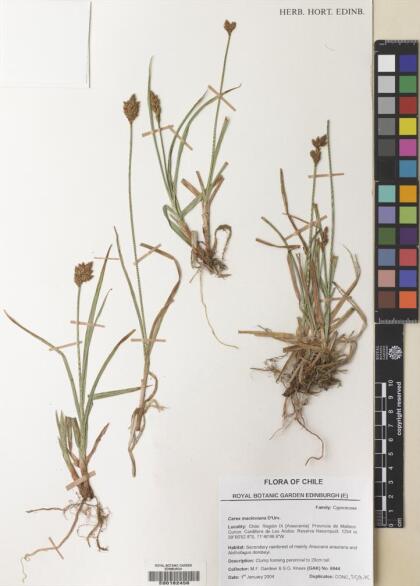 Carex macloviana [Espécimen: ]