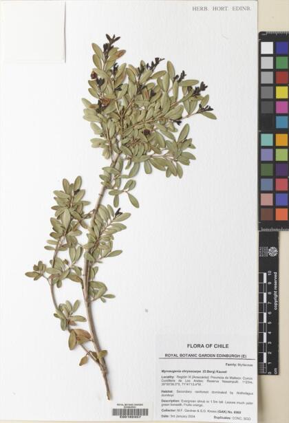 Myrceugenia chrysocarpa [Espécimen: ]